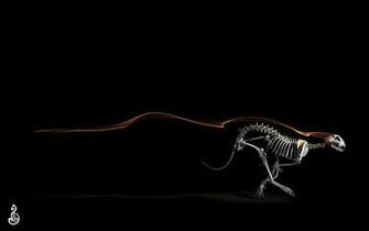 Skeleton Wallpaper