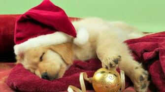 Puppies Merry Christmas Wallpaper High Definition Quality