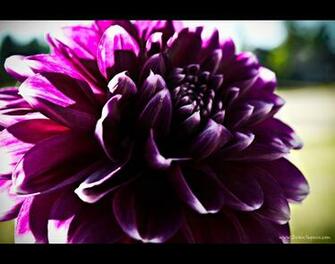Purple Dahlia HD Dekstop Wallpaper