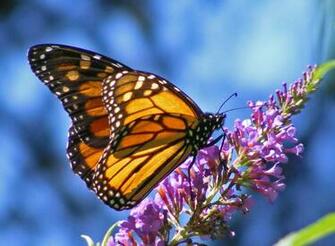 Butterfly On Flower Wallpaper Computer With