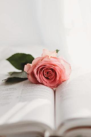Rose Aesthetic Wallpaper For Your iPhone Prada Pearls