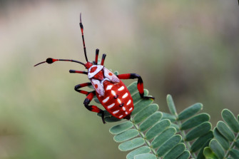 Computer Wallpaper For Insect