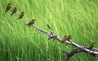 Branch Birds Wallpaper
