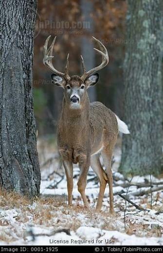 Big Buck Whitetail Deer Hunting