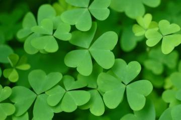 St Patrick S Day History Folklore Recipes And More The