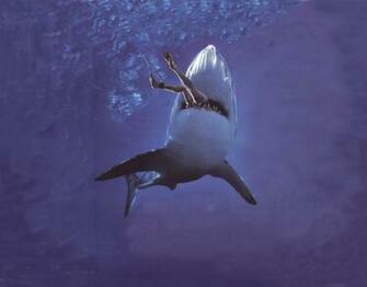 Shark Wallpaperthe Today Stuff