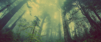 Landscape Forest Trees Mist Nature Rare Gallery