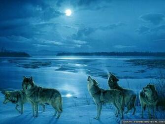 Wallpaper Wolf Cold Winters Night