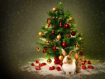 Have A Magical Christmas Berni Yorkshire Wallpaper