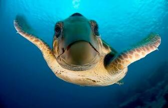 Sea Animals Pictures For