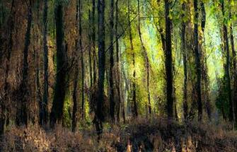 Elven Forest By Airsteve