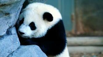 Panda Wallpaper