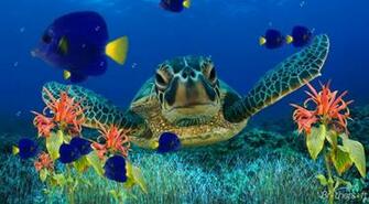 Aquarium Screensaver Coral Reef