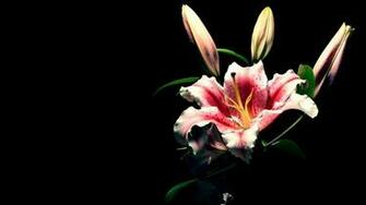Full HD 1080p Lily Wallpaper Desktop Background