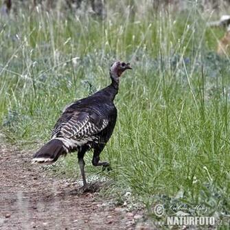 Wild Turkey Photos Image Naturephoto Cz