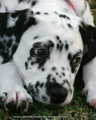 Dalmatian Dog HD Wallpaper