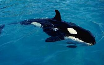 Orca Wallpaper Desktop Background