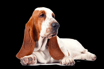 Basset Hound Wallpaper HD Background Wallpaperin4k Net