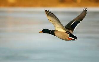Duck Mid Flight Desktop Pc And Mac Wallpaper