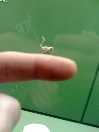 Pet Finger Monkey Image Pictures Becuo