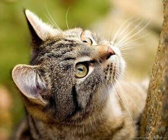 Cat Wants To Climb Up A Tree Wallpaper For Samsung Epic