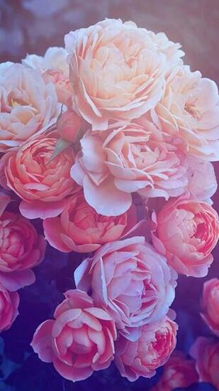 Die Besten Wallpaper Rose Ideen Auf