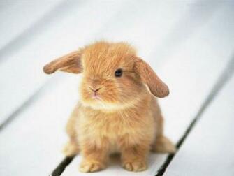 Wallpaper World Baby Animal