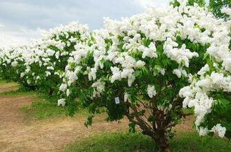 Wallpaper Original Lilacs Bloom Spring White Beauty Background Picture