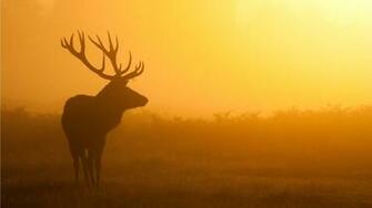 Deer Silhouette Wallpaper