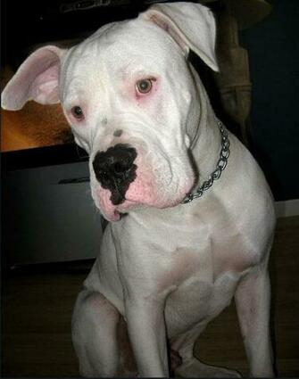Dogo Argentino Wallpaper HD
