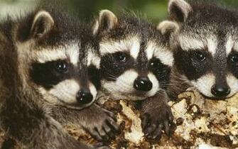 Raccoon Computer Wallpaper Desktop Background Id