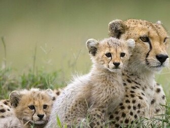 Cheetah HD Wallpaper Pictures Image Background Photos