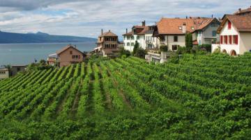 Assam Tour Package Holiday Packages Book