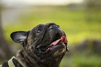 French Bulldog Computer Wallpaper Desktop Background