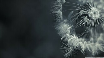 Dandelion Wallpaper