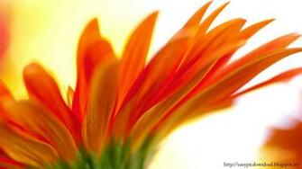 Flower Wallpaper Easy Pic
