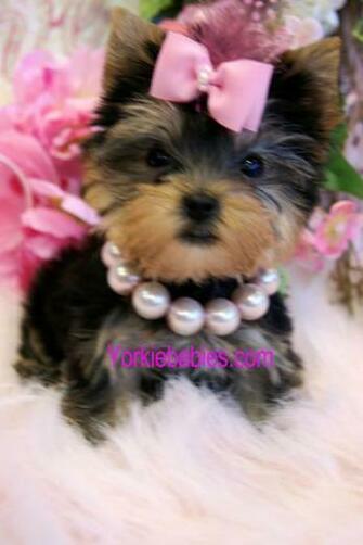 Yorkies Wallpaper
