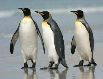 King Penguin Wallpaper Animals Town