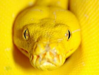 Greent Tree Python By Ryanmattes