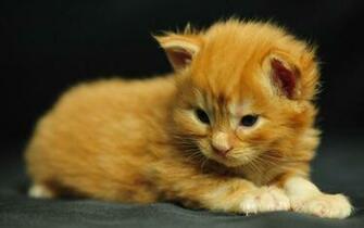 Lolcat Wallpaper