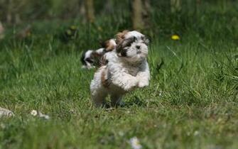 Shih Tzu High Definition Photo