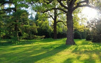 Oak Tree In The Park Wallpaper Nature
