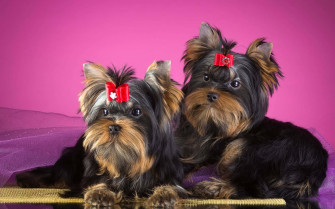 Pink Puppies Wallpaper