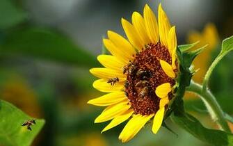 HD Wallpaper Bees