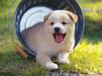 Puppies That Understand Your Excitement Cool Kuaf R