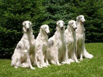 Borzoi Wallpaper