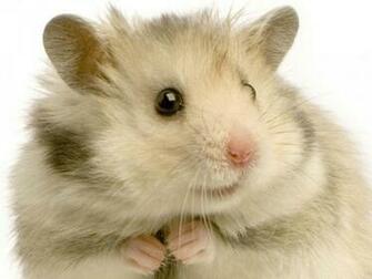 Hamster High Quality And Resolution Wallpaper On