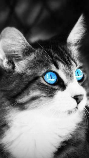Black And White Cat iPhone Wallpaper HD