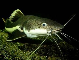 Catfish Wallpaper