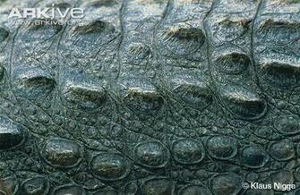 Crocodile Skin Wallpaper